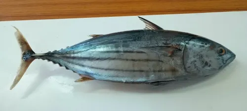 Indian-waters tuna safe to eat, says CMFRI amid Brazil parasite scare