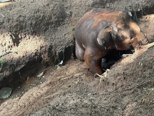 Why Was a Tusker Found Dead in an Unmaintained Elephant-Proof Trench Near Mettupalayam?