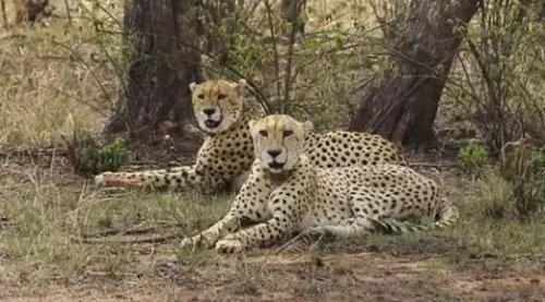 Two Cheetahs to be Relocated from Kuno to Gandhi Sagar Sanctuary on April 20: Chief Minister of Madhya Pradesh