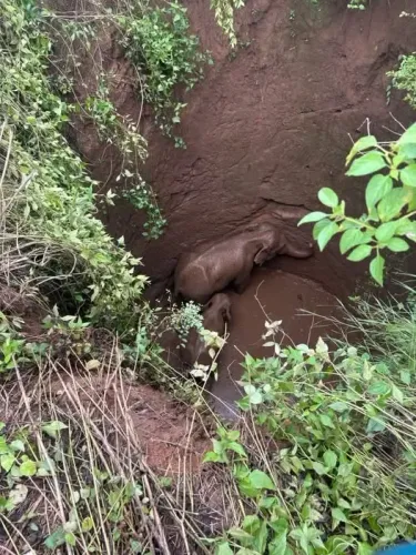 How Did Two Elephants Get Trapped in a 25-Foot Well in Jharkhand’s Ramgarh?