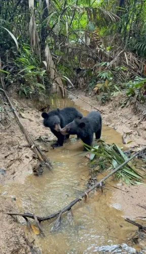 Asiatic black bear cubs released into wild after rehab at Kaziranga's CWRC