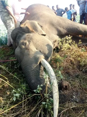 Two wild elephants found dead in Karnataka's Chamarajanagar district