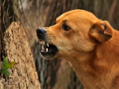 Udaipur: How Did a Pack of Stray Dogs Attack a 5-Year-Old Boy?