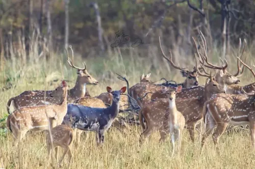 उमरेड-पवनी-करांडला अभयारण्य में काले चीतल की अद्भुत उपस्थिति