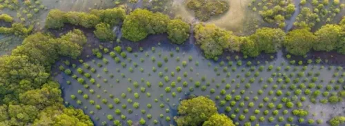 How Did the UN Choose World Restoration Flagships Across Three Continents?