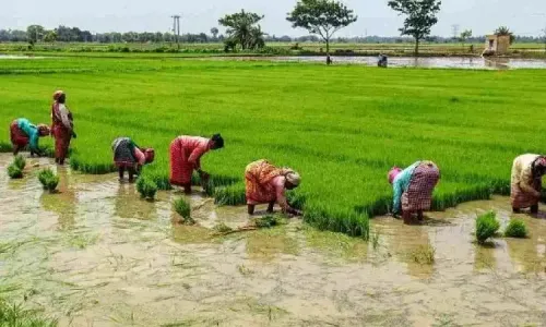 Nagapattinam samba season 2025: Uneven rains aid prep, farmers await irrigation clarity