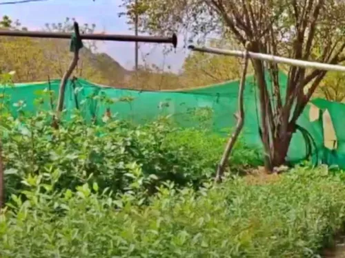 Will UP Celebrate ‘Seva Parv’ with 15 Lakh Saplings from Sep 17 to Oct 2?