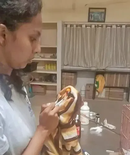 Veterinarian Fatally Injured by Hippopotamus at Zoo; Karnataka Government Launches Investigation