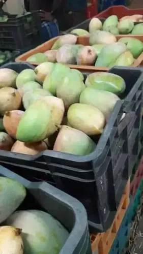 Strained West Asia Relations Disrupt Coimbatore Mango Exports, Prices Plummet