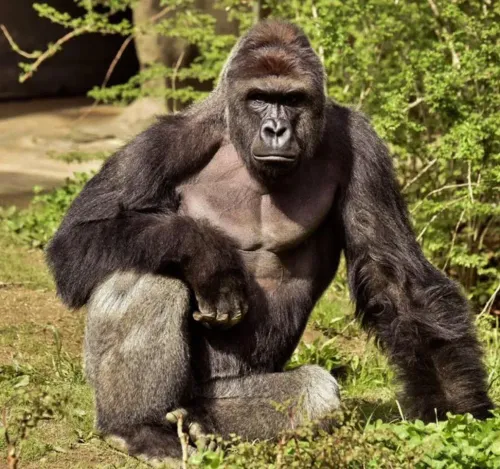White House Marks Harambe's Birthday, 10-Year Anniversary