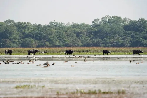 Wild Buffalo Returns to MP After 100 Years: CM Yadav Launches Kanha Project