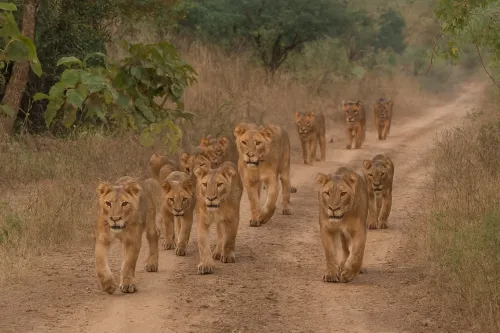 Will World Lion Day 2025 Be Celebrated in Gujarat Sanctuary Tomorrow?