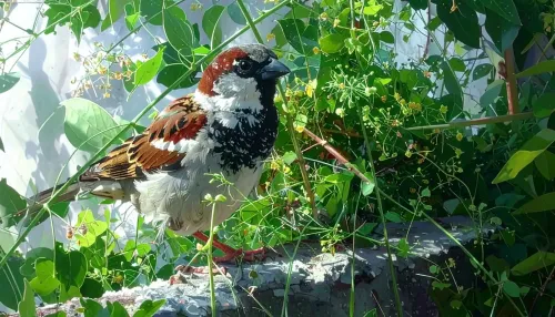 विश्व गौरैया दिवस: छोटे पक्षियों के संरक्षण का वैश्विक आंदोलन