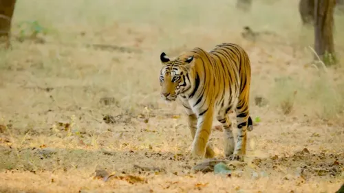 Yadav Hails India's 3,682 Tigers Across 58 Reserves