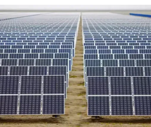 China solar expansion linked to bird diversity decline, study finds