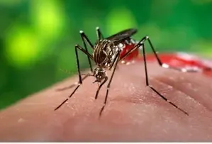 South Africa's Health Department Warns of Increasing Malaria Cases