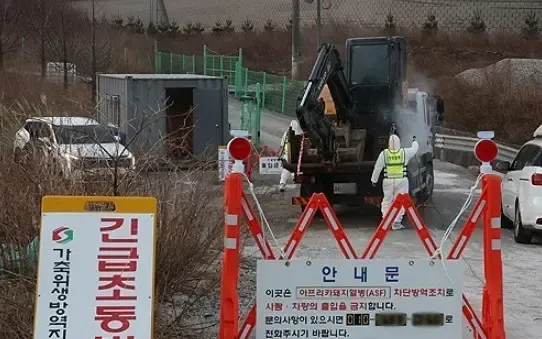 Has South Korea Confirmed Its First Case of African Swine Fever in Two Months?