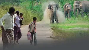 Sri Lanka Initiates Elephant Corridors to Mitigate Human-Elephant Conflict