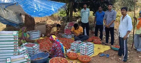 Dang district strawberry farming grows 65% in 3 years on natural farming push