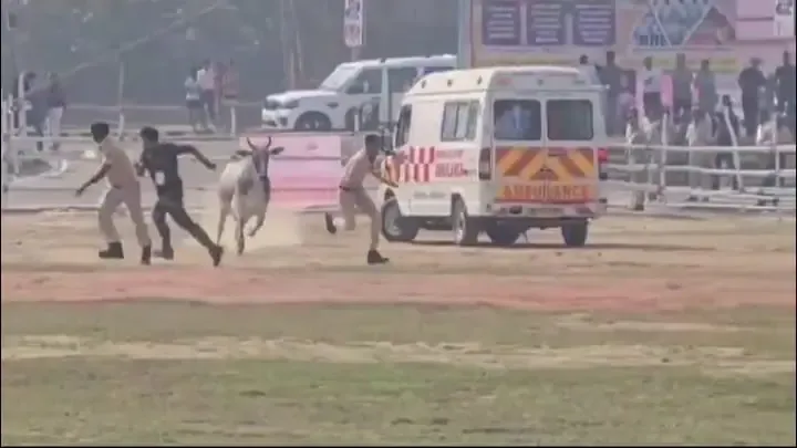 Security Alert as Stray Bull Disrupts Nitish Kumar’s Begusarai Visit