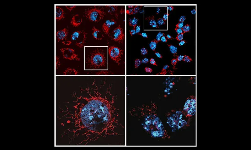 What Makes Promising Cancer Treatments Cause Serious Side Effects?