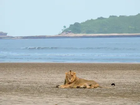 Gujarat coastal Asiatic lions eat 70% wild prey, study finds