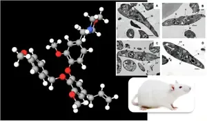 Study suggest Brazilian plant compound may be key to treating kala-azar