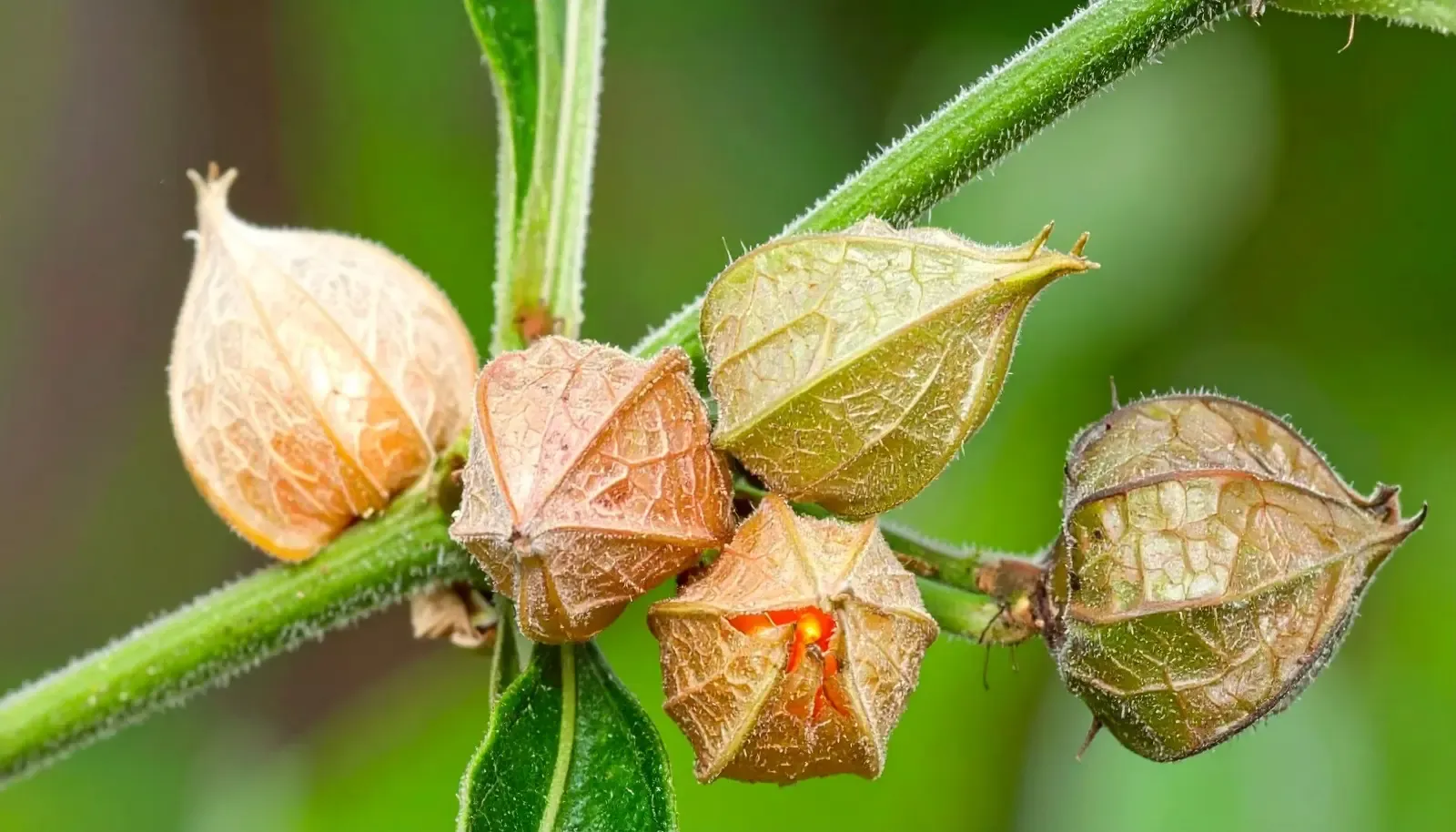 क्या अश्वगंधा सुकूनभरी नींद और जोड़ों की समस्या दूर करने में मददगार है?