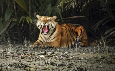 Is the Sundarbans Tiger Census Set to Begin with Over 1,400 Cameras?