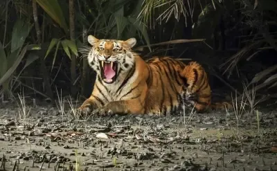 Sundarbans tiger census begins; more than 1,400 cameras to be installed for scientific count