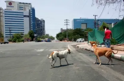 Why Did the Supreme Court Order the Immediate Removal of Stray Dogs from Delhi-NCR?
