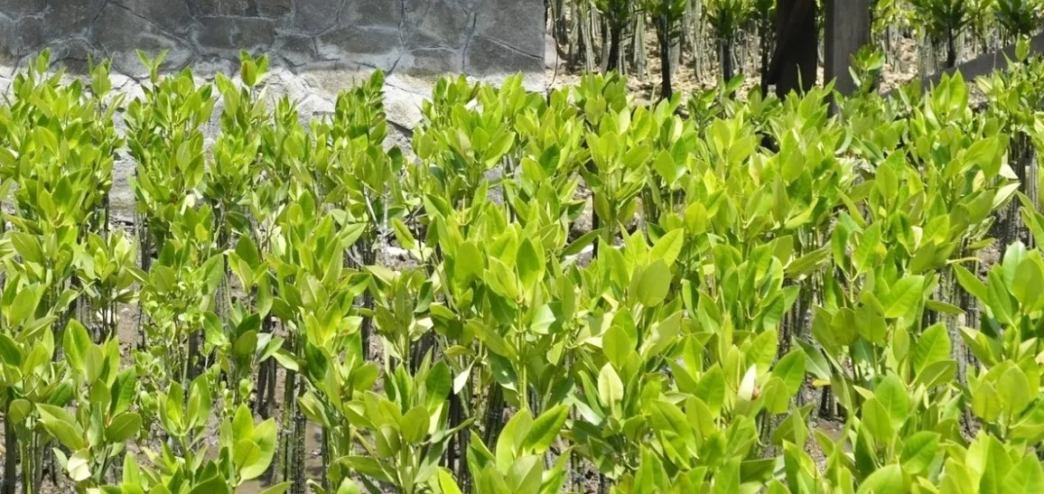 Is a Survey of Mangrove Forests Along Maharashtra's Coast Being Conducted?