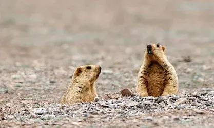 Bubonic plague confirmed in Mongolia's Khovd province after marmot consumption