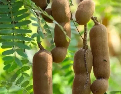 स्वाद और सेहत का खजाना: पाचन तंत्र को मजबूत कर वजन नियंत्रण में कारगर इमली