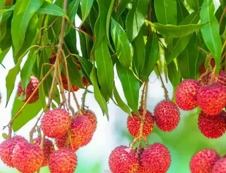 गर्मियों की रानी: लीची के स्वाद और औषधीय गुण