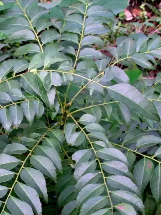 क्या करी पत्ता स्वास्थ्य और सौंदर्य के लिए वरदान है? जानें इसके अद्भुत फायदे