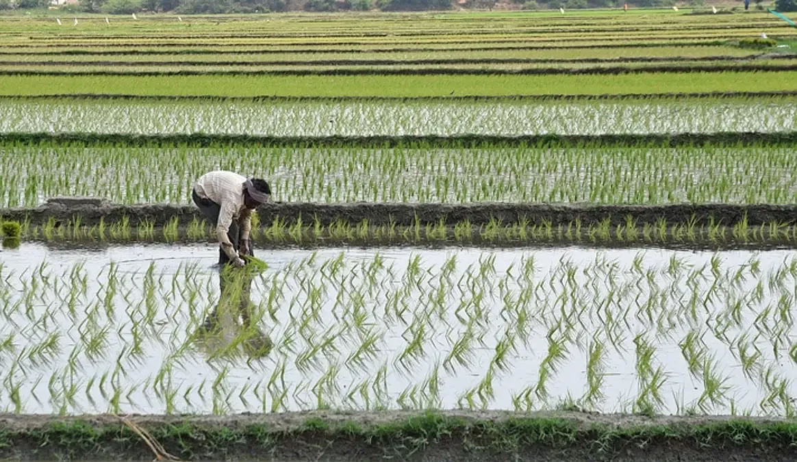 Tamil Nadu halts crop loan recovery, orders fresh credit by Sep 30
