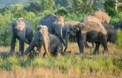 How has Tamil Nadu’s wild elephant population increased to 3,170?