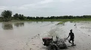 तमिलनाडु : तिरुवेरुम्बुर में सांबा धान की फसल पर संकट, प्रदूषित पानी से किसानों की चिंता बढ़ी