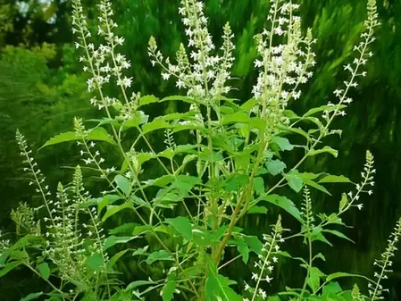 त्वचा, मासिक धर्म से लेकर घाव को भरने में मदद करता है निर्गुण्डी, जानें इसके चमत्कारी गुण