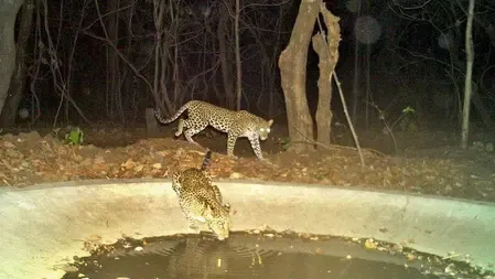 Why Did Telangana Suspend the Tiger Conservation Reserve Order?
