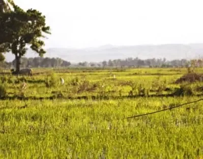 Is Tension Escalating in Telangana's Pedda Dhanwada Village Over Ethanol Plant Protests?