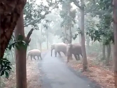 Fearful Residents in TN Request Urgent Action from Forest Authorities as Elephant Herd Approaches
