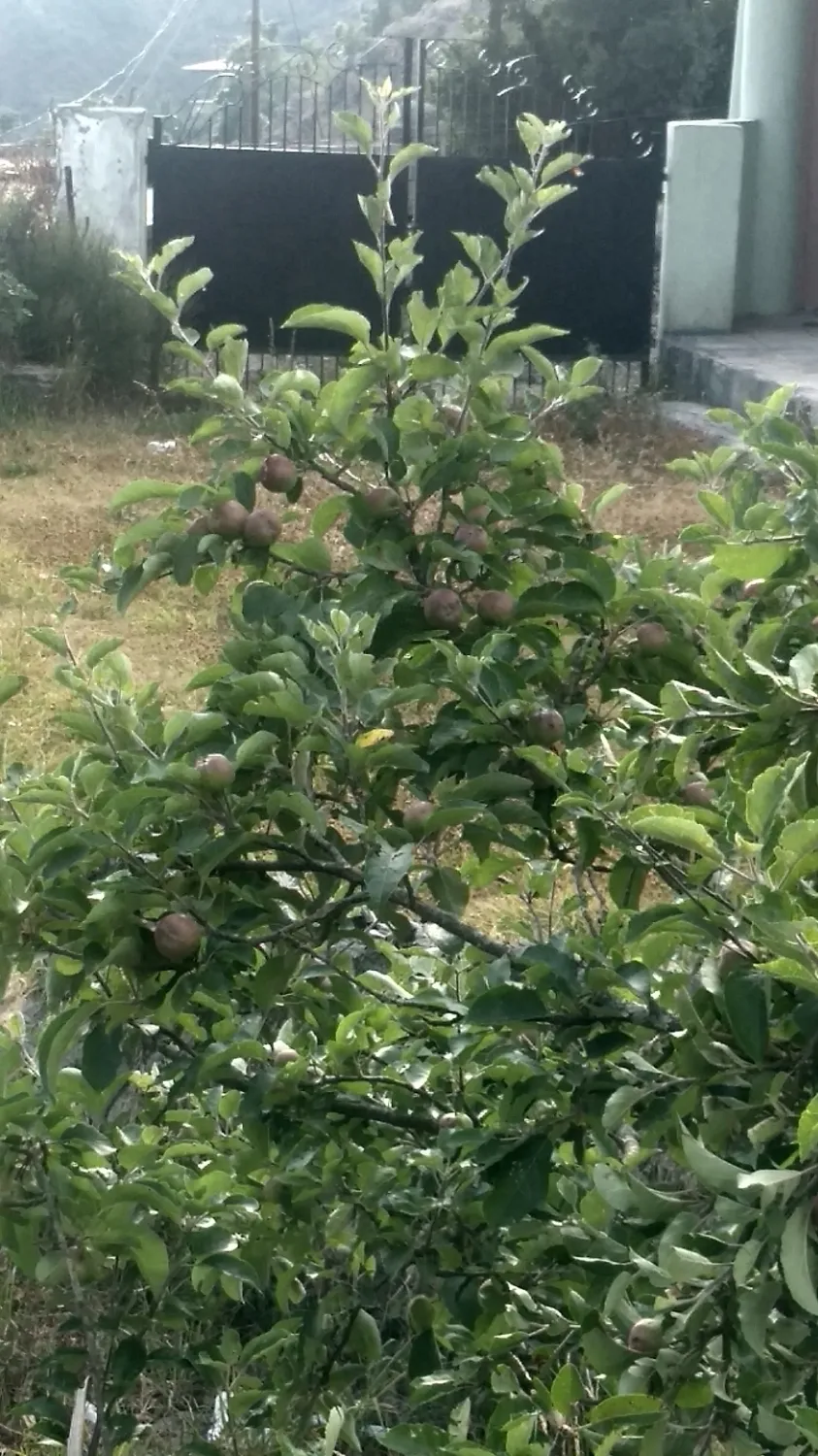 Did Thieves Steal 400 High Density Apple Trees from a Physically Challenged Farmer in J&K’s Shopian?