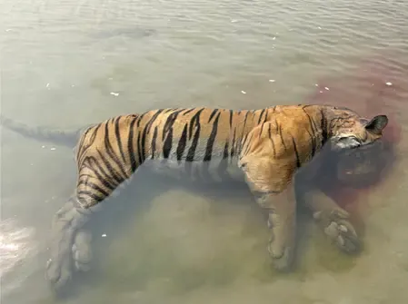 Is Another Tiger Carcass Discovered in Kaziranga National Park?