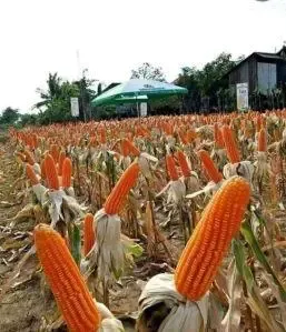 Why Are Thoothukudi Maize Farmers Demanding MSP for Their Rabi Crop?