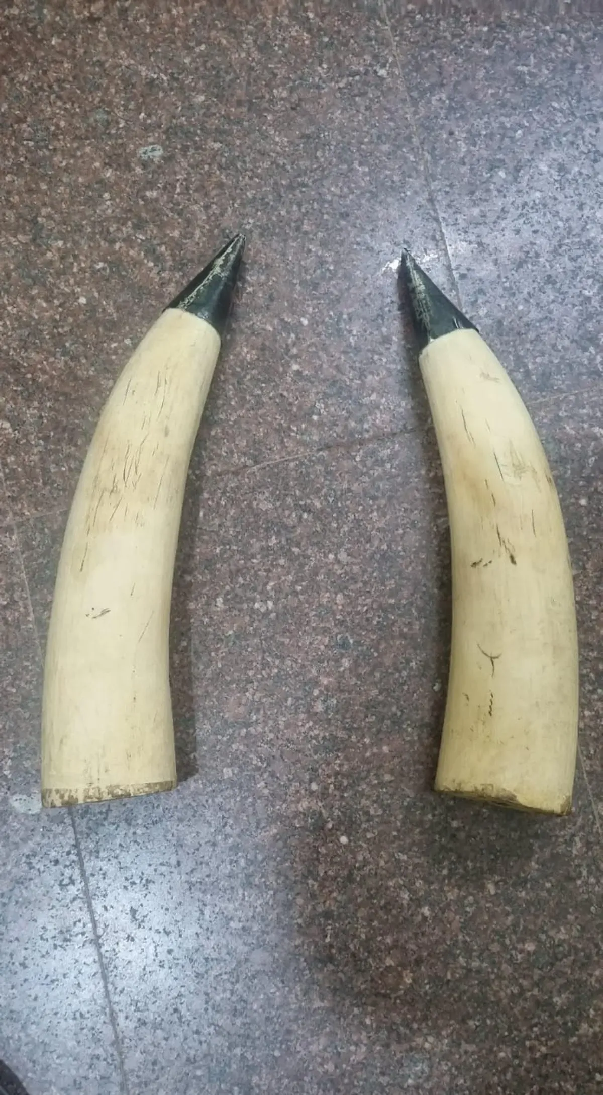 What Happened to the Three Seized Elephant Tusks in Tripura?