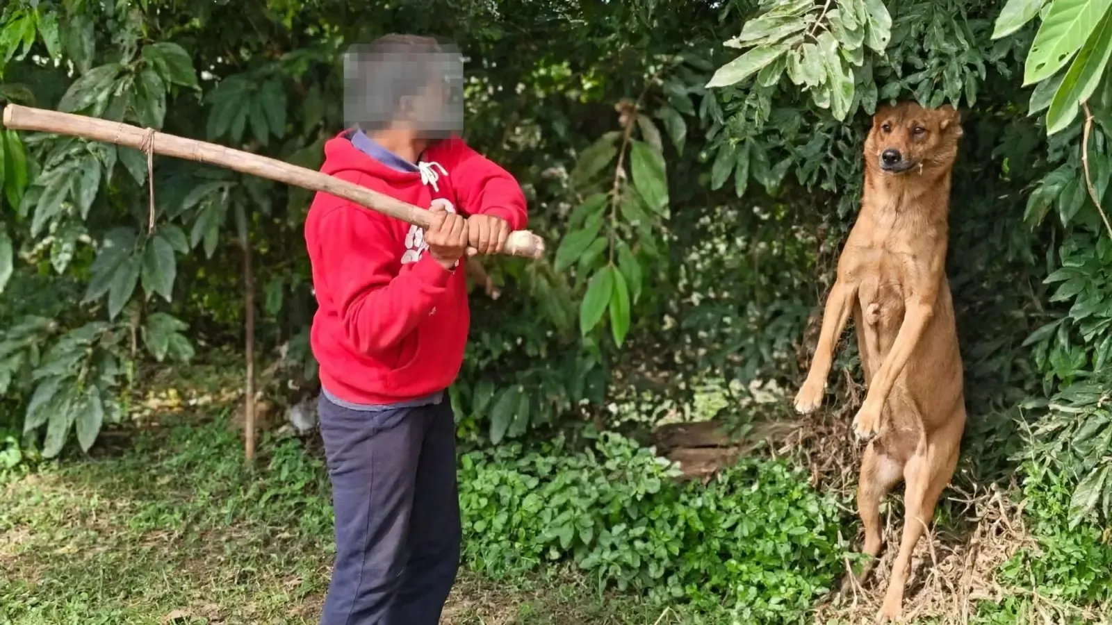 Three men detained for killing stray dog in Bengaluru's Varthur on Oct 20