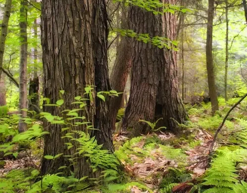 Have three missing officials involved in the tiger survey been found safe in Kerala?