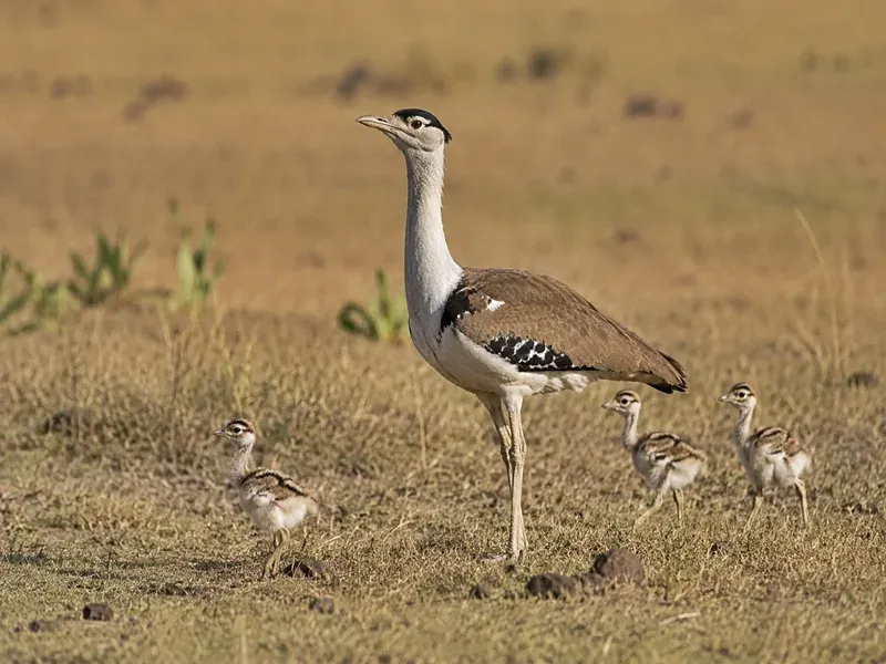 Great Indian Bustard population hits 94 as 3 new chicks hatch in Jaisalmer